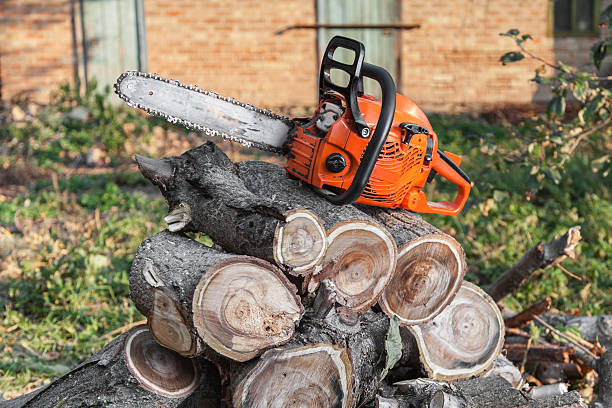 Tree Branch Trimming in Hicksville, NY